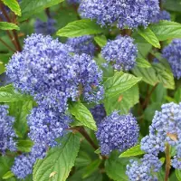 Arborix Säckelblume 'Marie Simon' Ceanothus pallidus 40 bis 50 cm im Container Rosa Blüten