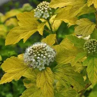 Arborix Blasenspiere 'Dart's Gold' Physocarpus opulifolius 30 bis 40 cm im Container Goldgelbes Laub