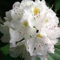 Arborix Rhododendron 'Madame Masson' 40 bis 50 cm im Container Für Sauren Boden