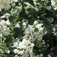 Arborix Andenstrauch 'Iveyi' Escallonia 30 bis 40 cm im Container Immergrün