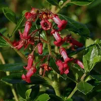 Arborix Andenstrauch 'Crimson Spire' Escallonia rubra 40 bis 50 cm im Container Immergrün