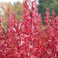 Arborix Berberitze 'Red Rocket' Berberis thunbergii 25 bis 30 cm im Container Rotes Laub