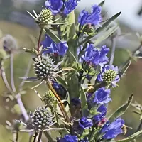 Arborix 6x Natternkopf Echium Vulgare Topf 9 cm Blaue Blüten