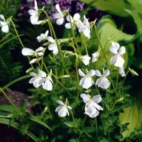 Arborix 6 x Duftveilchen 'Alba' Viola odorata Topf 9cm Weiße Blüten