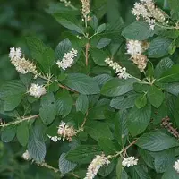 Arborix Clethra alnifolia 50 bis 60 cm im Container Duftende Blüten