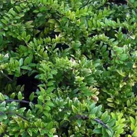 Arborix Heckenmyrte 'Maigrün' Lonicera nitida 30 bis 40 cm im Container Hellgrünes Laub