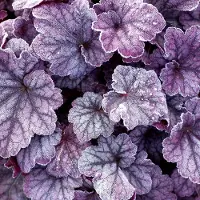 Arborix 6 x Purpurglöckchen 'Plum Pudding' Heuchera Topf 9cm Dekoratives Laub
