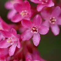 Arborix Blut-Johannisbeere Ribes sanguineum 50 bis 60 cm im Container Rote Blüten