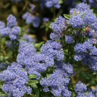 Arborix Säckelblume 'Concha' Ceanothus 30 bis 40 cm im Container Tiefblaue Blüten