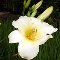 Arborix 6 x Taglilie 'Helle Berlinerin' Hemerocallis Topf 9cm Beetrandpflanze