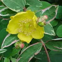 Arborix Johanniskraut 'Tricolor' Hypericum × moserianum 25 bis 30 cm im Container Panaschiertes Laub