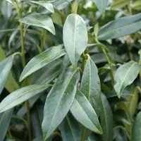 Arborix Kirschlorbeer 'Herbergii' Prunus,aurocerasus 40 bis 60 cm im Container Immergrün