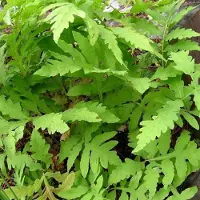 Arborix 6 x Perlfarn Onoclea sensibilis Topf 9cm Herbstfärbung
