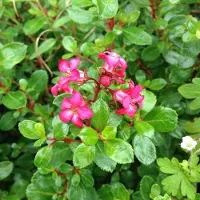 Arborix Andenstrauch 'Red Dream' Escallonia 20 bis 25 cm im Container Kompakt Wachsend