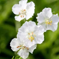 Arborix 6 x Storchschnabel 'Album' Geranium phaeum Topf 9cm Weiße Blüten