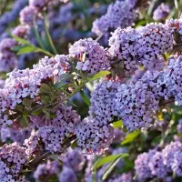 Arborix Schmetterlingsstrauch Buddleja alternifolia 40 bis 60 cm im Container Frühblühend