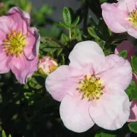 Arborix Fingerstrauch 'Pink Queen' Potentilla fruticosa 25 bis 30 cm im Container Rosa Blüten