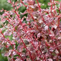 Arborix Berberitze 'Harlequin' Berberis thunbergii 30 bis 40 cm im Container Buntlaubig