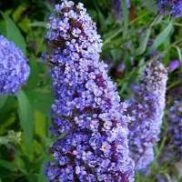 Arborix Sommerflieder 'Nanho Blue' Buddleja davidii 40 bis 60 cm im Container Reichblühend
