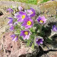 Arborix 6 x Kuhschelle Pulsatilla vulgaris Topf 9cm Behaartes Laub