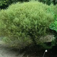 Arborix Kugelweide 'Nana' Salix purpurea 30 bis 40 cm im Container Kompakt Wachsend