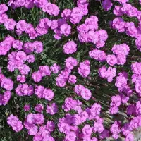Arborix 6 x Pfingstnelke 'Pink Jewel' Dianthus gratianopolitanus Topf 9cm Beetrandpflanze