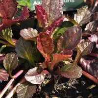 Arborix 6 x Günsel 'Burgundy Glow' Ajuga Reptans Topf 9cm Buntlaubig