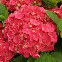 Arborix Hortensie 'Leuchtfeuer' Hydrangea macrophylla 25 bis 30 cm im Container Kugelige Blüten