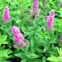 Arborix Billard-Spiere Spiraea × billardii 40 bis 60 cm im Container Gruppenpflanzung
