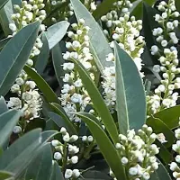 Arborix Kirschlorbeer 'Otto Luyken' Prunus,aurocerasus 30 bis 40 cm im Container Kompakt Wachsend