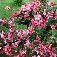 Arborix Andenstrauch 'Donard Radiance' Escallonia 40 bis 50 cm im Container Kompakt Wachsend
