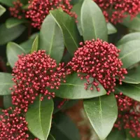 Arborix Blütenskimmie 'Rubella' Skimmia japonica 25 bis 30 cm im Container Rote Blütenknospen