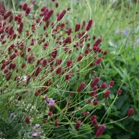 Arborix 6 x Kleiner Wiesenknopf Sanguisorba Minor Topf 9cm Zierlich