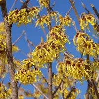 Arborix Zaubernuss 'Arnold Promise' Hamamelis intermedia 40 bis 60 cm im Container Gelbe Blüten