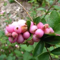 Arborix Schneebeere 'Amethyst' Symphoricarpos doorenbos 50 bis 60 cm im Container Zierfrüchte