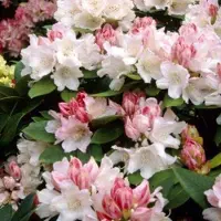 Arborix Rhododendron 'Dreamland' 30 bis 40 cm im Container Für Sauren Boden