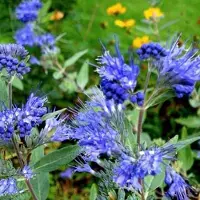 Arborix Bartblume 'Kew Blue' Caryopteris clandonensis 30 bis 40 cm im Container Blau Blühend