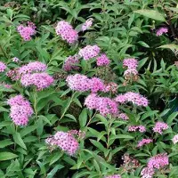Arborix Sommerspiere 'Shirobana' Spiraea japonica 25 bis 30 cm im Container Weiß-rosa Blüten