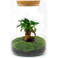 Oasis of Life Flaschengarten DIY Bausatz Terrarium Milky Bonsai Do Set Ø21cm 30cm It Deko