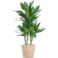Oasis of Life Dracaena Janet Lind 95cm inkl. handgeflochtenem Seegras Ø21cm pflegeleicht Deko