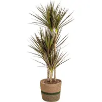 Oasis of Life Dracaena Marginata Magenta inkl. Naturkorb 110-130cm Ø21cm pflegeleicht Deko