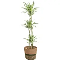 Oasis of Life Dracaena Deremensis White Stripe inkl. Naturkorb 130-150cm Ø24cm Zimmerpflanze