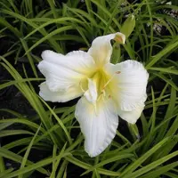 Arborix 6 x Taglilie 'Gentle Shepherd' Hemerocallis Topf 9cm Großblütig