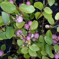 Arborix Schneebeere 'Mother of Pearl' Symphoricarpos doorenbos 50 bis 60 cm im Container Zierfrüchte