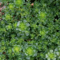 Arborix 6 x Oregon-Fettblatt Sedum oreganum Topf 9cm Schmetterlingspflanze