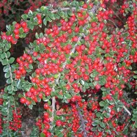 Arborix Fächer-Zwergmispel Cotoneaster horizontalis 20 bis 25 cm im Container Dunkelgrünes Laub