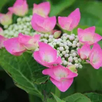 Arborix Hortensie 'Taube' Hydrangea macrophylla 25 bis 30 cm im Container Kompakt Wachsend