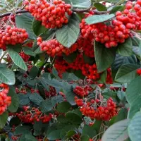 Arborix Fruchtmispel Cotoneaster,acteus 40 bis 60 cm im Container Immergrün