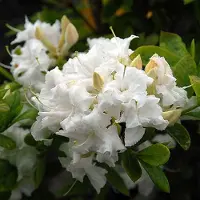 Arborix Azalee Weiß Azalea Knaphill 40 bis 50 cm im Container Für Sauren Boden