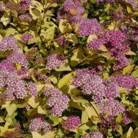 Arborix Sommerspiere 'Golden Princess' Spiraea japonica 25 bis 30 cm im Container Gelbes Laub